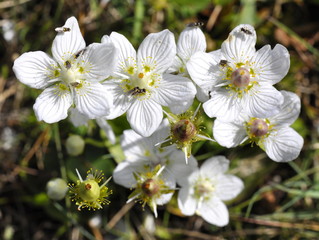 The wildflower Parnassia palustris grass-of-parnassus