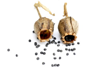 Red campion seed capsule on white background