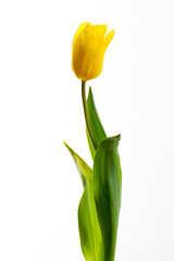 yellow tulips on a white background