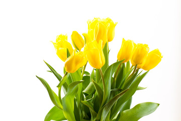 Naklejka premium bouquet of tulips on a white background