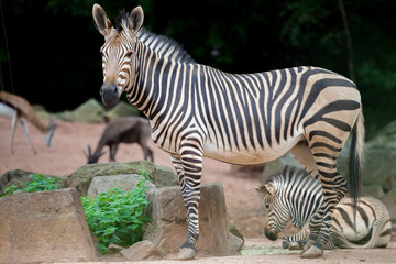 Fototapeta na wymiar Zebra und Zebrafohlen