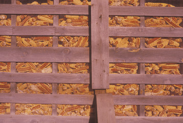 Corn in a feed bin in Catskills, NY