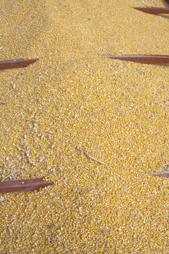 Corn And Rock On Eastern Shore, MD