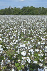 Fototapeta na wymiar Cotton fields