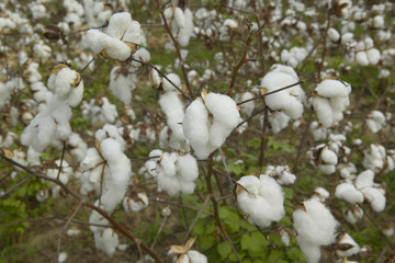 Close-up of cotton plants in field