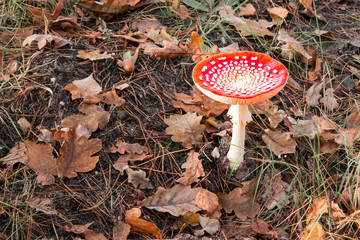 Fly agaric red and white poisonous toadstool or mushroom called amanita muscaria, Netherlands