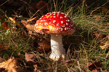 Fly agaric red and white poisonous toadstool or mushroom called amanita muscaria, Netherlands