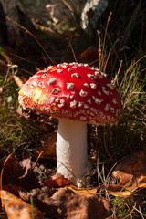 Fly agaric red and white poisonous toadstool or mushroom called amanita muscaria, Netherlands