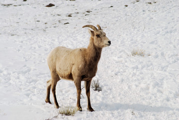 Mountain Goat / Mountain Goat in Colorado