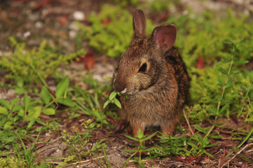 Rabbit in the Grass / Rabbit is south Texas