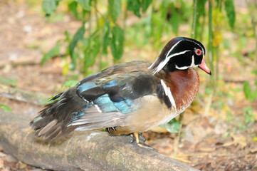 Wood Duck / Wood Duck in south Florida