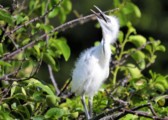 Baby Egret / Juvenile Great Egret in the Florida Everglades