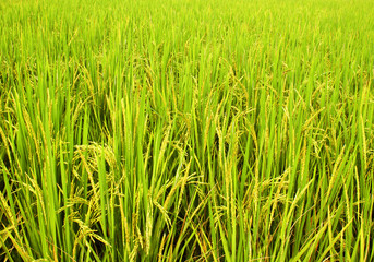 rice field