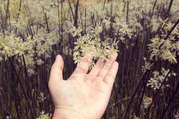Fototapeta na wymiar Vintage hand holding are flowers