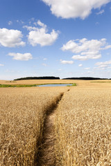 path in the field  