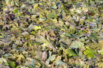 Obraz na płótnie Canvas Осень. Опавшие листья на земле.