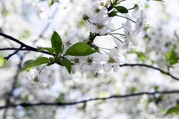 White cherry blossoms