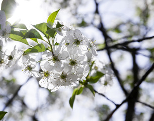 cherry blossoms . spring