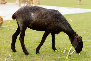 Fototapeta premium Black sheep eating grass