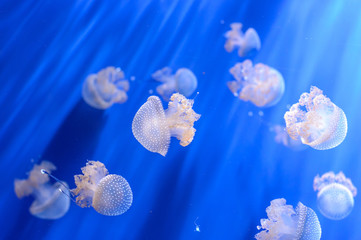 White transparent jellyfish or jellies, medusa, swiming in a blue aquarium