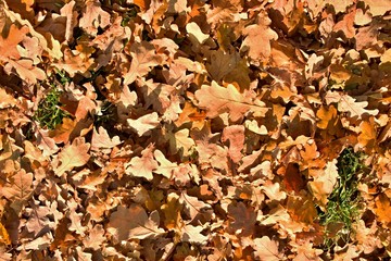 Big acorns and colorful oak leaves on the ground in autumn