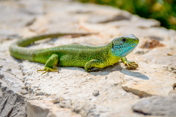 Naklejka na ściany i meble Green emerald gecko lizard sunbathing on a rock