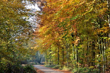 Wald im Herbst