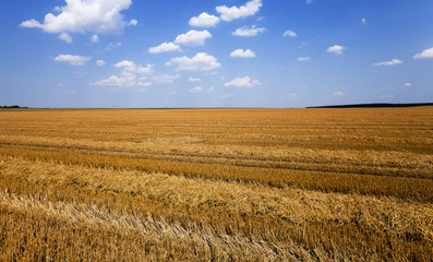 agriculture . cereals. summer