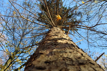 Baum von unten