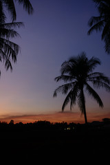 Coconut Tree Silhouette