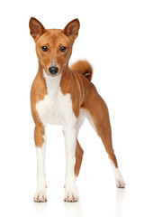 Basenji dog