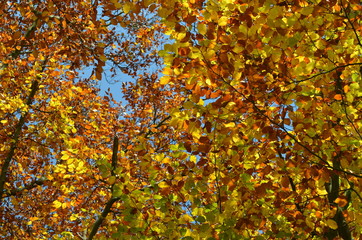 leuchtendes Herbstlaub 