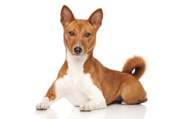 Basenji dog
