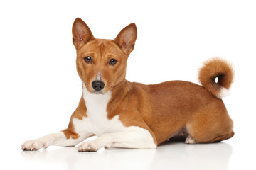 Basenji dog