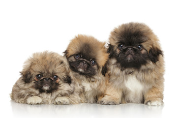 Pekingese puppies