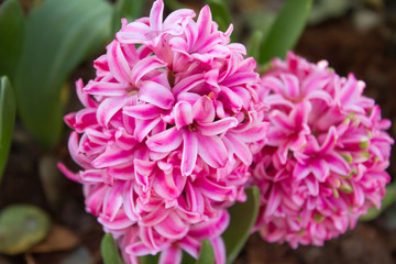 Pink Pearl Regular Hyacinth