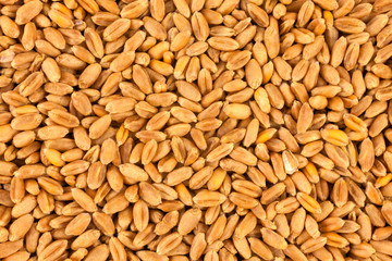 Wheat background view from the top close up