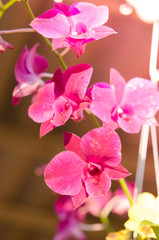 Plakat Orchid