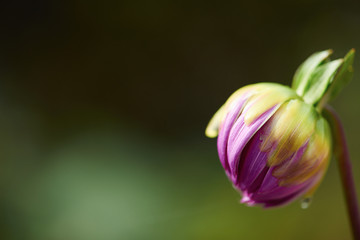 dhalia purple flower