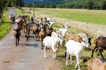 Naklejka na ściany i meble herd of goats on the road, Aveyron, Midi Pyrenees, France