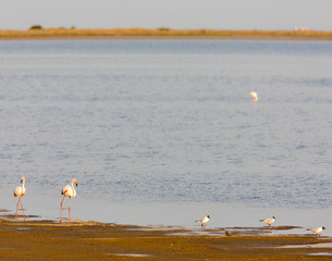 flamingos in Camargue, Provence, France