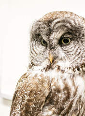 Great Horned Owl in front of white background