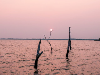Sunset at the sea with trees foreground concept