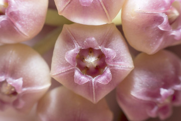Star-shaped flower pollen. (Hoya)