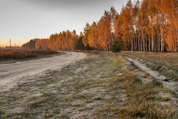 Fototapeta premium Березовая роща вдоль дороги