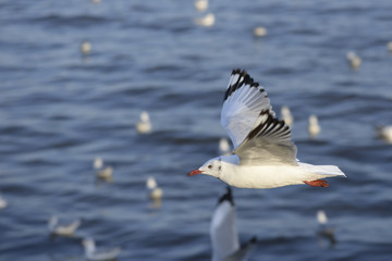 Escape the winter gull moving the residents living in the tropic
