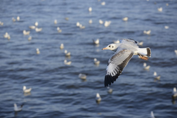 Fototapeta na wymiar Escape the winter gull moving the residents living in the tropic