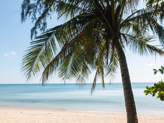 Coconut tree at Ao Krathing beach sea