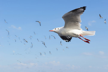 Escape the winter gull moving the residents living in the tropic