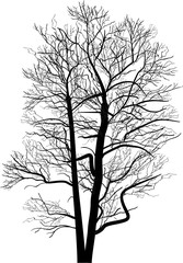 bare black tree isolated silhouette